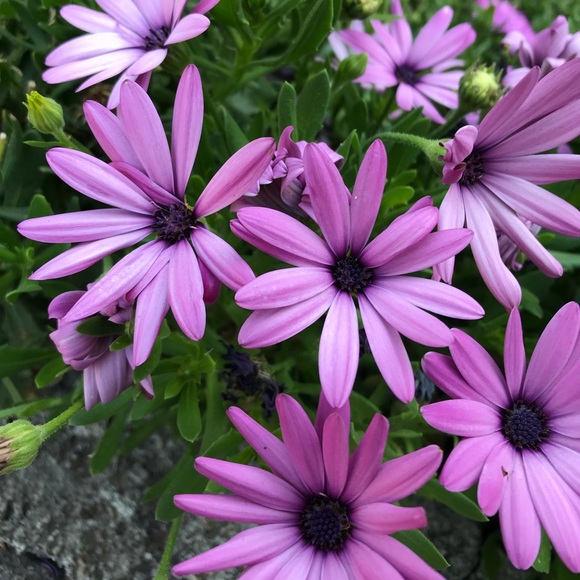 I’m Rachel, Posh Ambassador, welcome to my closet! - Picture 1 of 1